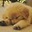 Cute Baby Animals
